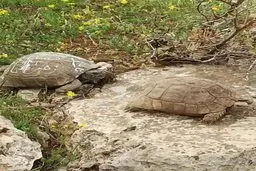 نوشتن یادگاری، این بار روی لاک لاک‌پشت بویراحمدی!+تصویر