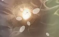 کشف نور مرموز در لحظه تشکیل جنین | "zinc spark" نشانه‌ای از روح یا واکنش شیمیایی؟ +ویدئو