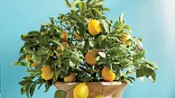 تکثیر درخت لیمو خیلی آسونه یاد بگیر | آموزش کاشت لیمو +ویدئو