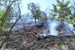 آتش سوزی در ۸۸ هکتار از مناطق چهارگانه تهران از ابتدای سال جاری