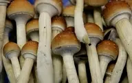 معجزه قارچ ها! | قارچ‌های پلاستیک خوار نجات دهنده طبیعت!