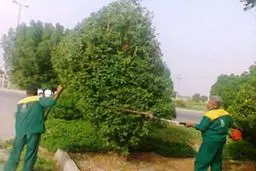 ‏از دلایل ایجاد نا‌امنی برای زنان شمشادهای بلند است