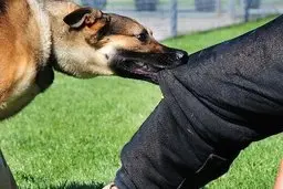 فرضیه‌ای خطرناک درباره سگ‌های بی‌صاحب | ضرورت تدوین قانون و برنامه جامع برای کنترل سگ‌های ولگرد+لینک امضای کارزار