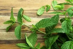 روش کاشت نعنا بدون دردسر و هزینه در خانه