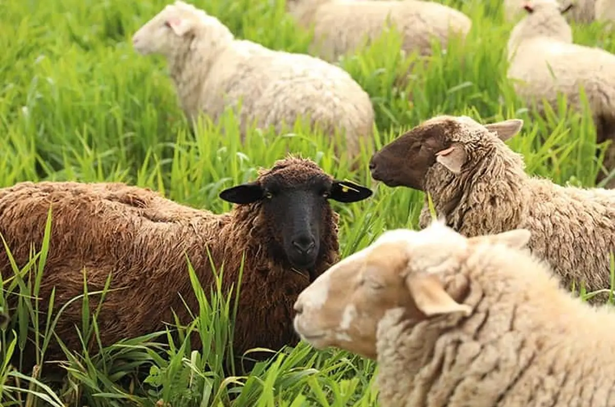 راهنمای خرید دام زنده با قیمتی ارزان