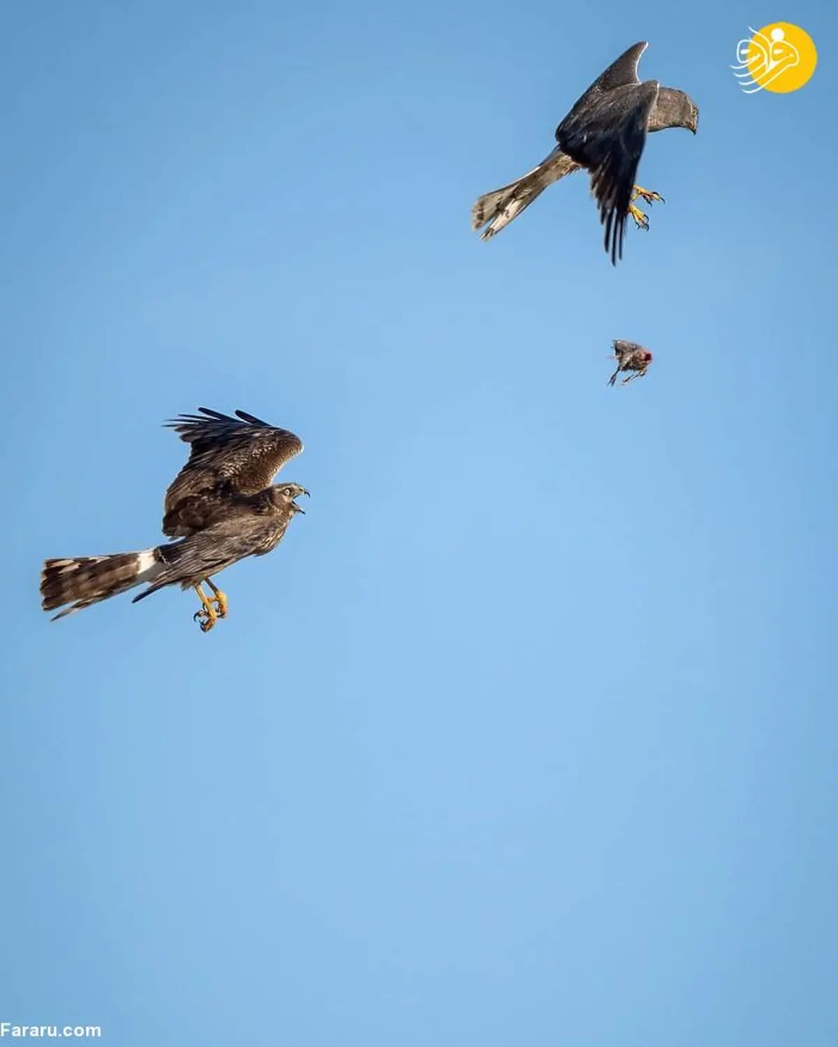  عکس هایی از لحظه انتقال شکار بین دو سنقر خاکستری 