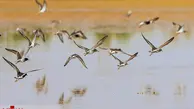 تالاب مره :پذیرای انواع پرندگان مهاجر 