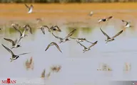 تالاب مره :پذیرای انواع پرندگان مهاجر 