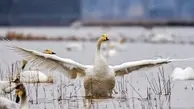 مدفوع پرندگان، یکی از روشهای پیشگیری از انقراض گیاهان+ویدئو