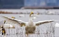 مدفوع پرندگان، یکی از روشهای پیشگیری از انقراض گیاهان+ویدئو