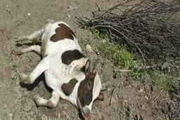 مرگ گاوهای حاشیه تالاب میانگران ایذه در پرده ای از ابهام