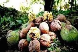 بزرگترین بیشه گردوی وحشی جهان در حال نابودی +ویدئو