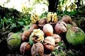 بزرگترین بیشه گردوی وحشی جهان در حال نابودی +ویدئو