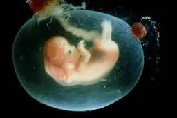 اعلام جزئیات دستورالعمل سقط جنین | سن مجاز برای صدور مجوز سقط چهار ماه قمری است