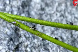 این گیاه گوشت خوار است!+عکس