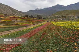  اولین دشت وسیع گل لاله کشور 
