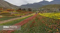 اولین دشت وسیع گل لاله کشور 