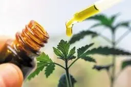 "داروی امام کاظم(ع)" در درمان کرونا اثربخش است؟