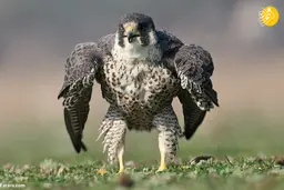 شاهینِ عضلانی! 