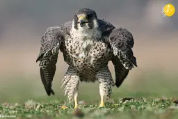 شاهینِ عضلانی! 