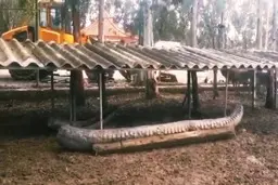 ریشا، شیر نر باغ وحش مشهد در طی مبارزه سخت با بیماری جان خود را از دست داد.
