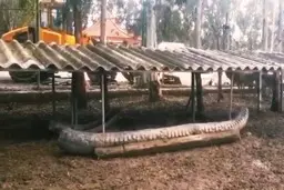 ریشا، شیر نر باغ وحش مشهد در طی مبارزه سخت با بیماری جان خود را از دست داد.