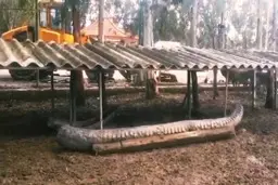ریشا، شیر نر باغ وحش مشهد در طی مبارزه سخت با بیماری جان خود را از دست داد.