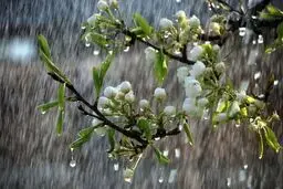 بارش باران شدید تا یکشنبه هفته آینده در نقاط مختلف کشور