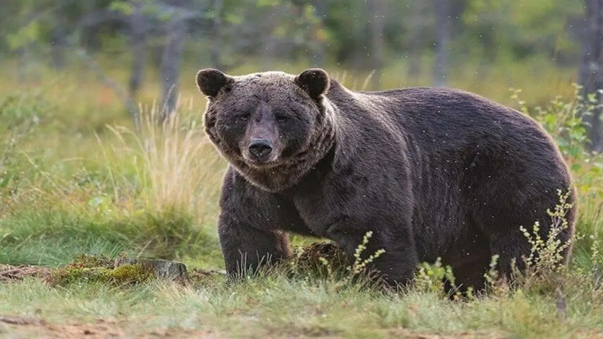 مرگ خرس قهوه ای با شلیک گلوله در سوادکوه