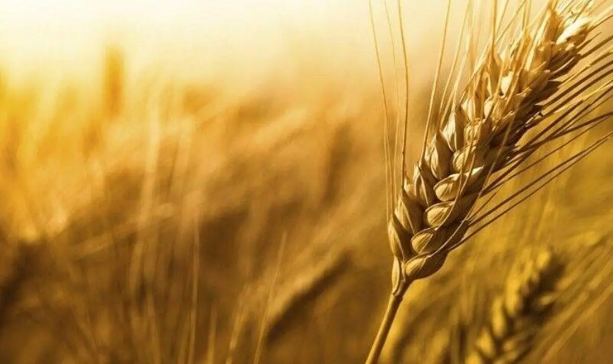 اجرت نگهداری گندم در سیلوها بیش از ۷ سال ثابت است
