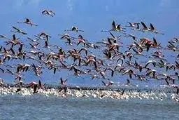 حدود۵۶۰۰ کیلوگرم سرب سالانه وارد خلیج گرگان می شود.