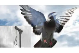 نجات از مرگ بعد از 3 بار رفتن پای چوبه دار
