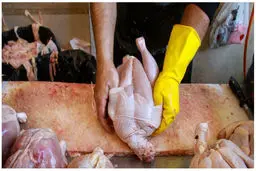 قیمت انواع مرغ در بازار چند | افزایش دوباره قیمت مرغ ؟