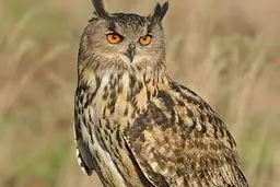 لحظه بیدار شدن یک جغد از خواب! +فیلم