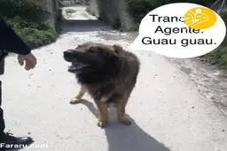 وحشت از شیری که سگ از کار درآمد 