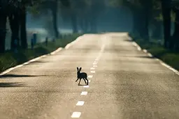 عبور دادن خرگوش از خیابان توسط سمور!+ ویدئو