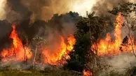 آتش سوزی جنگل های هیرکانی | میراث جهانی در کام شعله‌های بی‌امکانات