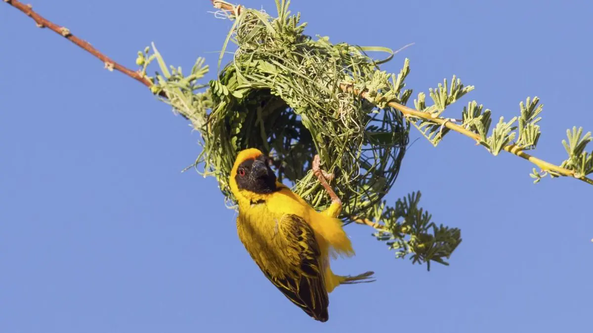 نتیجه یک تحقیق: پرندگان گیاه‌خوار از همنوعان حشره‌خوار اجتماعی‌تر هستند