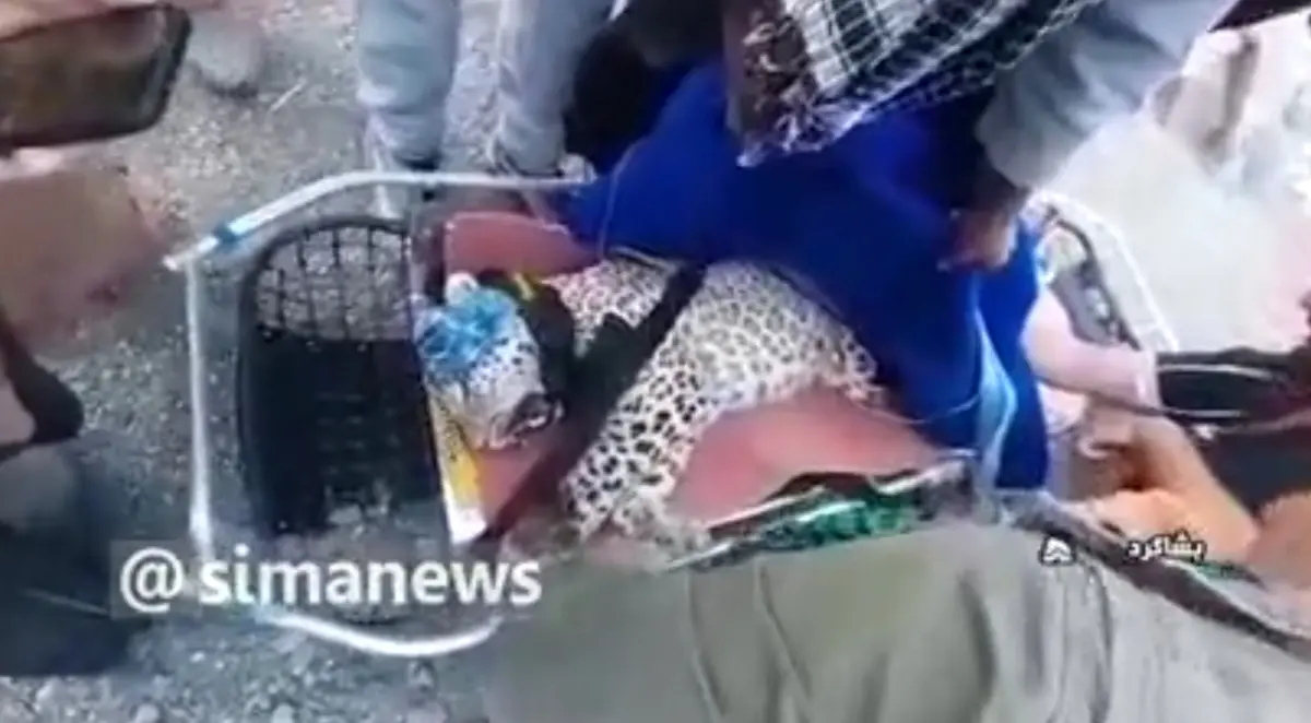 پلنگ ایرانی در سندرک میناب از تله رها شد + ویدئو