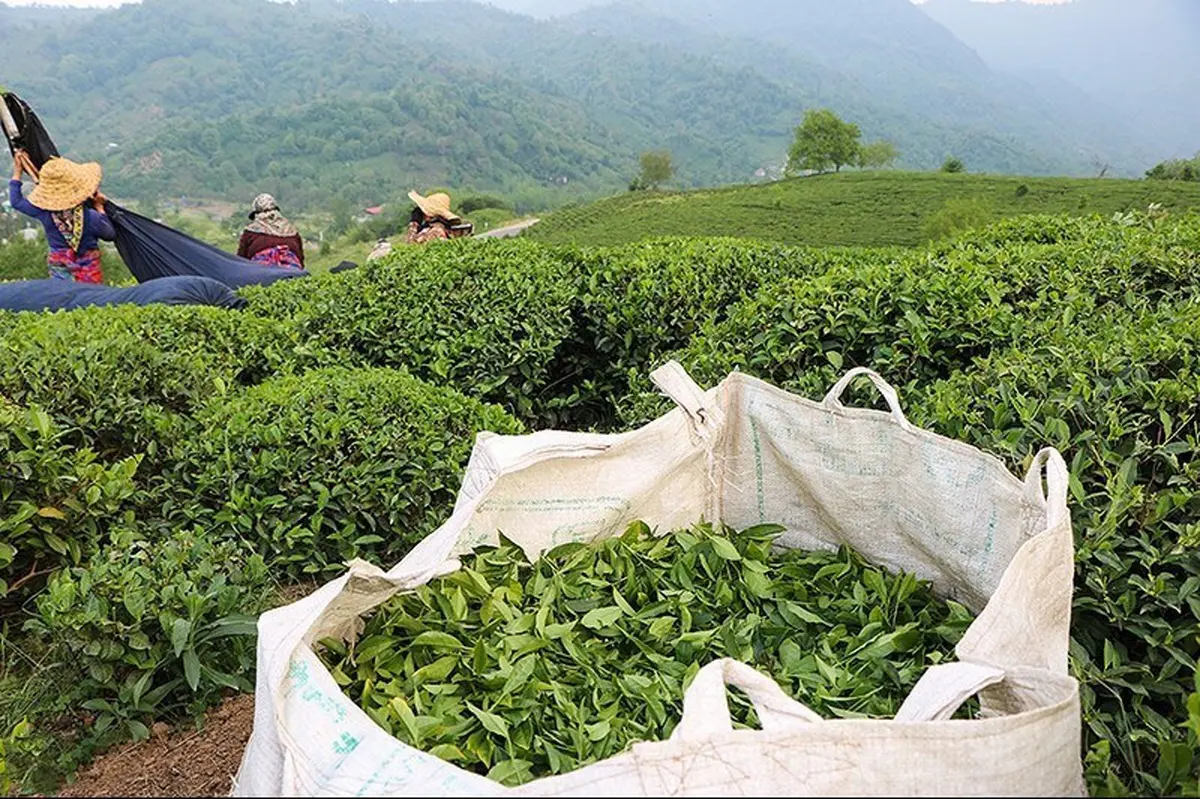 برداشت چین تابستانه چای به پایان رسید | پرداخت ۷۶ درصد مطالبات چایکاران