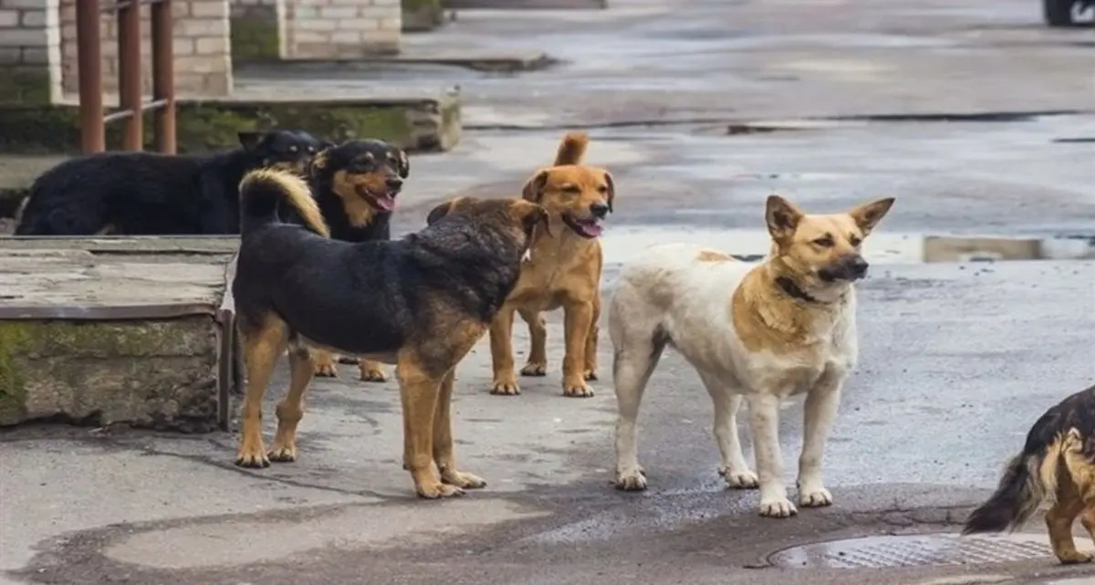 خصومت شخصی سگ ها با صاحب ماشین | خرابی باورنکردنی ماشین توسط سگ ها +ویدئو