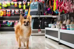 ارزانترین پت شاپ تهران کجاست؟