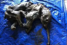 بعد از  ۳۰ هزار سال جسد سالم  بچه ماموت کشف شد + تصویر 