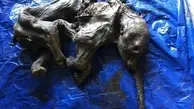 بعد از  ۳۰ هزار سال جسد سالم  بچه ماموت کشف شد + تصویر 