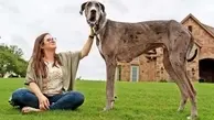 قدبلندترین سگ جهان وارد گینس شد+ ویدئو