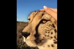 علاقه عجیب یوزپلنگ وحشی به نوازش شدن توسط گردشگران!+ویدئو 