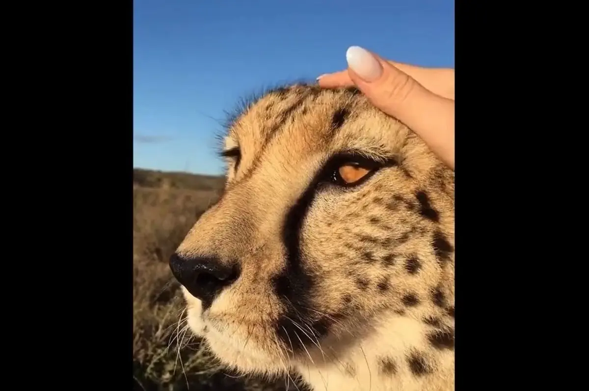 علاقه عجیب یوزپلنگ وحشی به نوازش شدن توسط گردشگران!+ویدئو 