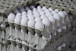 نرخ جدید تخم مرغ مشخص شد