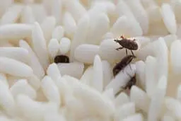 از شپشکها برنج  به راحتی راحت بشید | ترفند برای رفع شپشکهای برنج که نمیدانستید