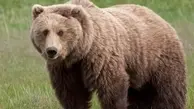 خرس مهربانی که دیگر مهربان نیست | حمله خرس قهوه‌ای به مردم | هشدار جدی؛ به حیوانات غذا ندهید+ ویدئو 